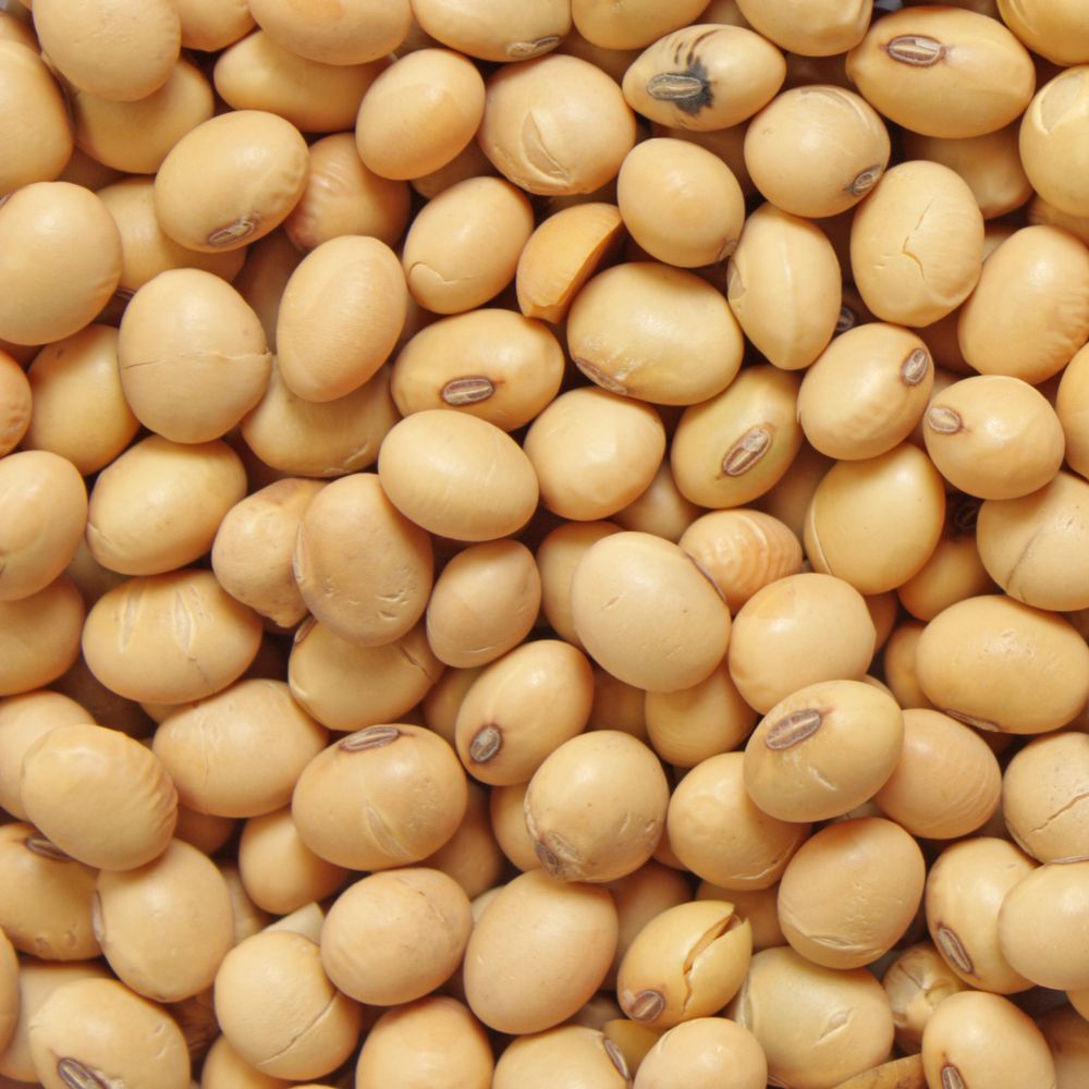 Soybeans, soy oil and soy meal