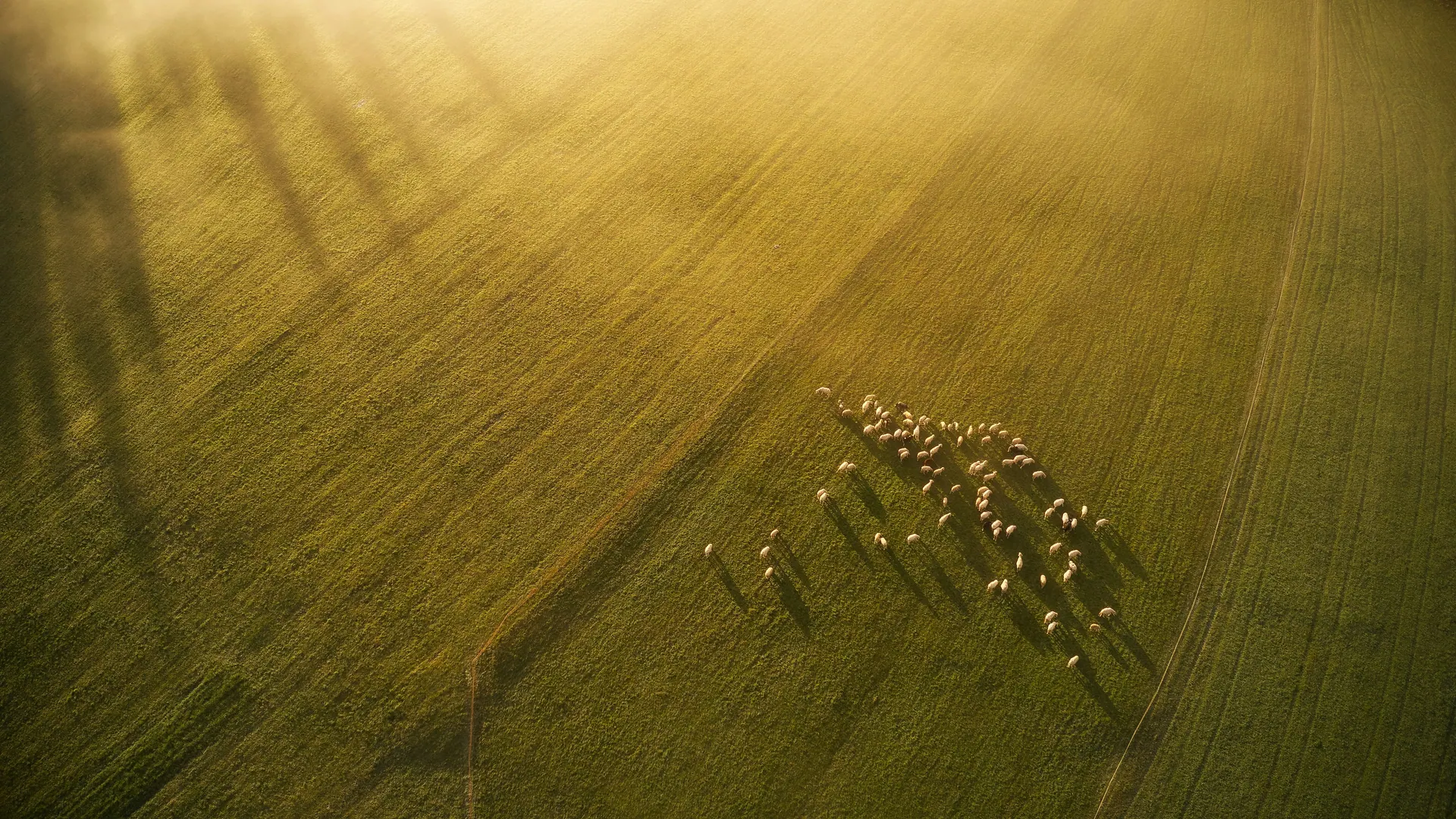 Aerial view of a herd crossing a broad agricultural field