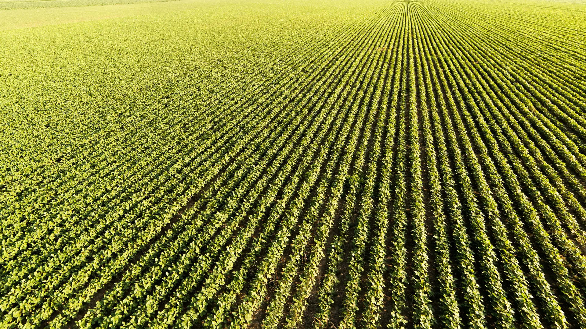 Aerial view across extensive rows of agricultural crops