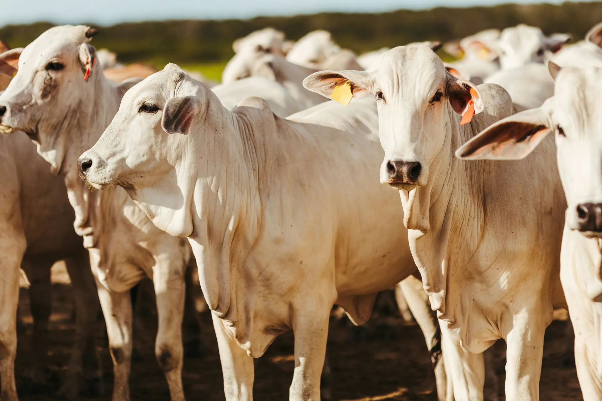 Herd of white cattle in Brazil