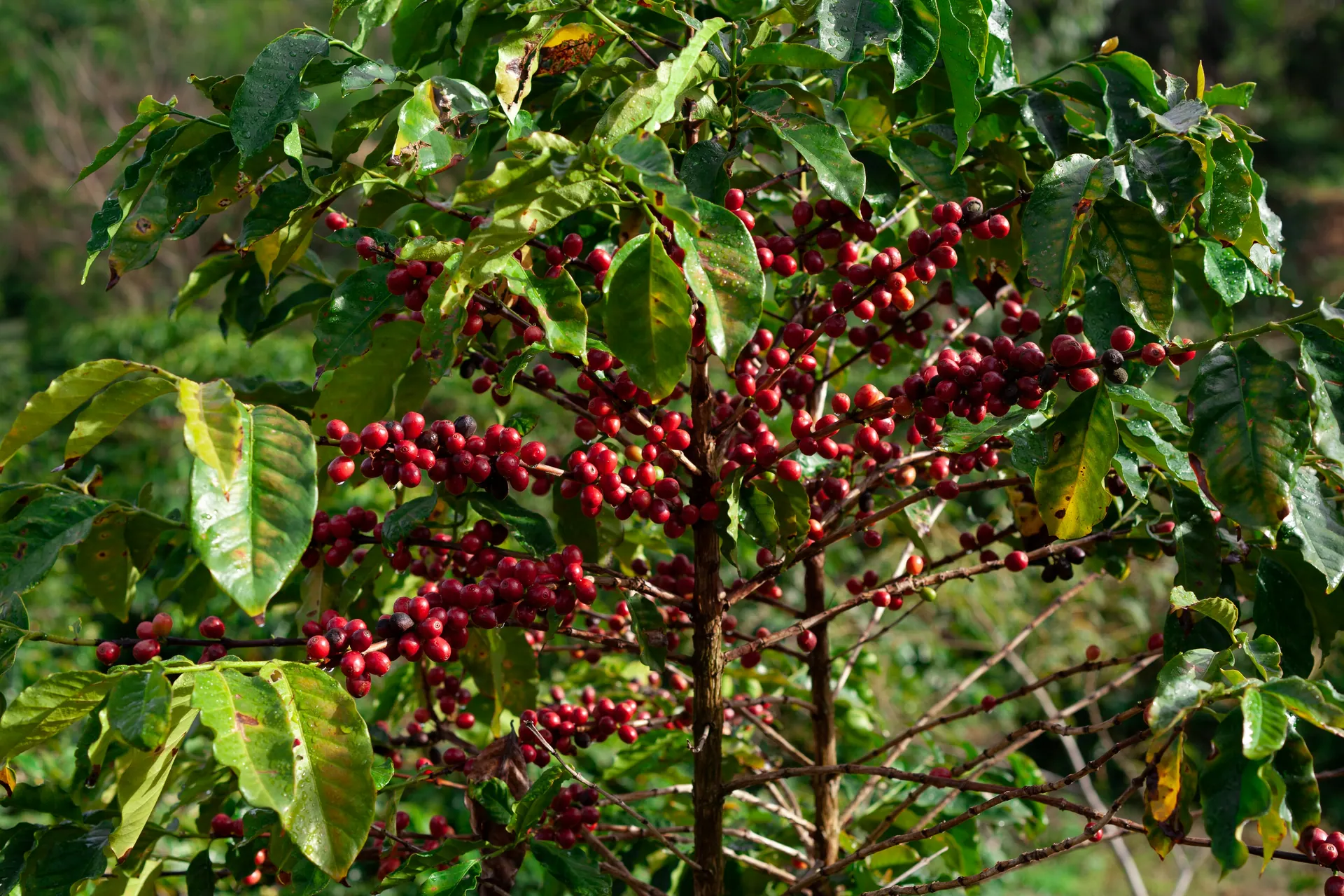 Coffee tree branches carrying clusters of ripe red cherries
