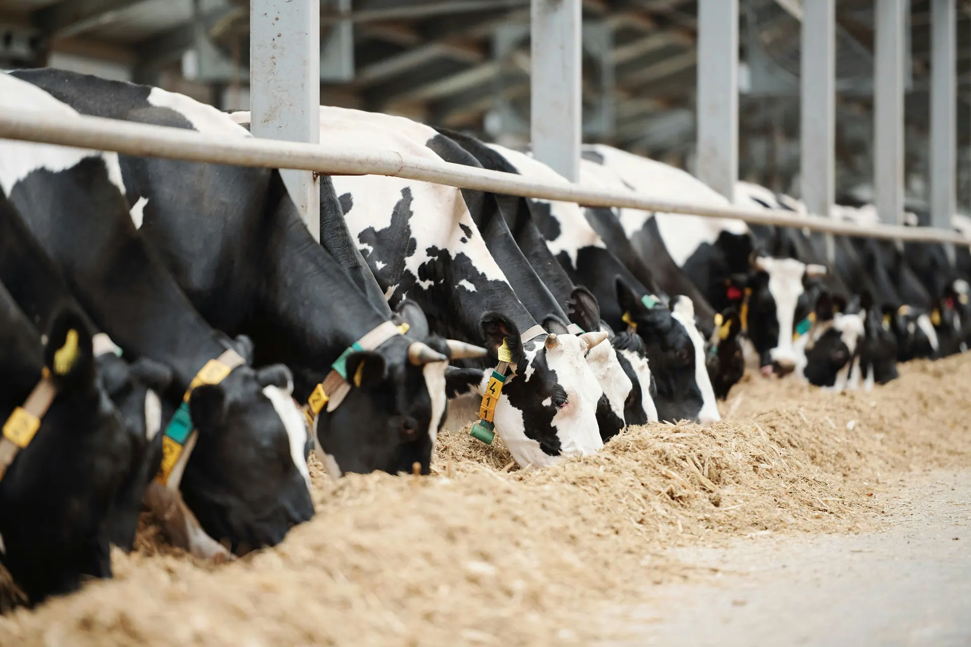 Bovinos se alimentando em uma instalação de produção leiteira