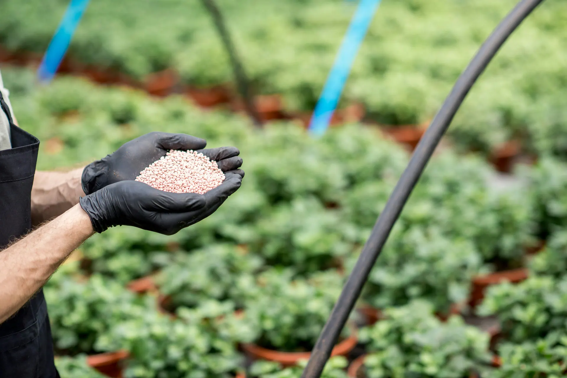Profissional segurando fertilizante granulado em uma área de cultivo
