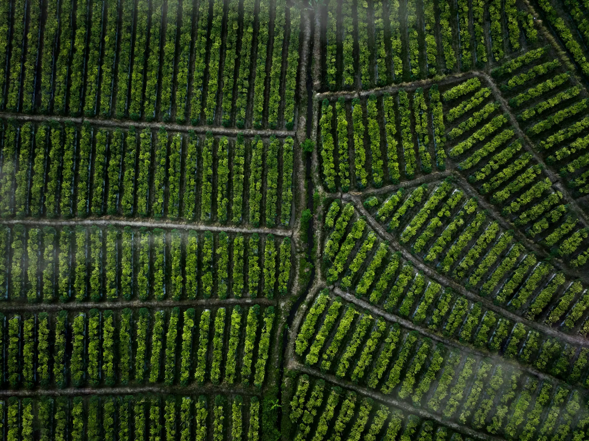 Aerial view of cultivated agricultural rows